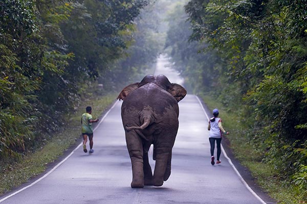 ฝันว่าตกจากหลังช้างหรือช้างตกมัน ฝันเห็นช้างกำลังเดิน ฝันเห็นช้างวิ่งไล่ ทำนายฝันฝันเห็นช้าง